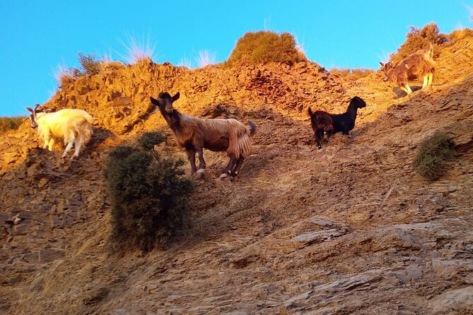 Sunset Jeep Tour in Crete - Value check: what $99.21 really buys on a Crete evening