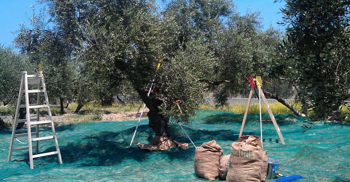 The Terra Creta Olive Oil Experience Tour - Terra Creta in Kolymvari: why this 1-hour olive oil tour works