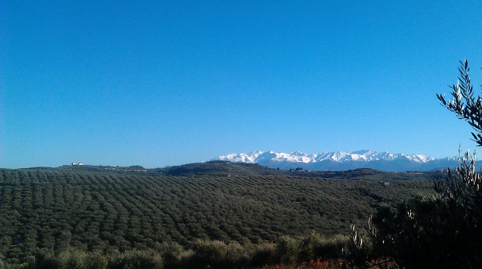 The Terra Creta Olive Oil Experience Tour - The Terra Creta shop: how to buy without getting overwhelmed