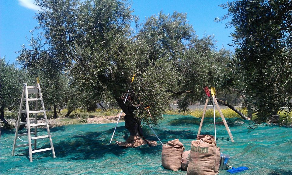 The Terra Creta Olive Oil Experience Tour - Practical tips to make your hour go smoothly