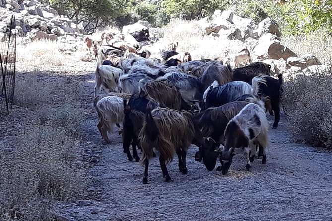 Wine & Olive Oil Tour with Lunch at Milia Mountain Retreat - Topolia Gorge: A Short Stop With Goat and Vulture Energy